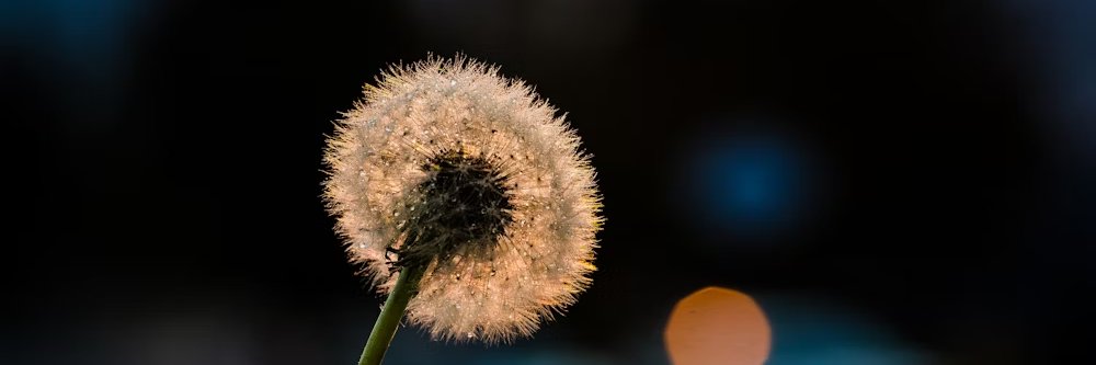 heba_hebb's profile banner image