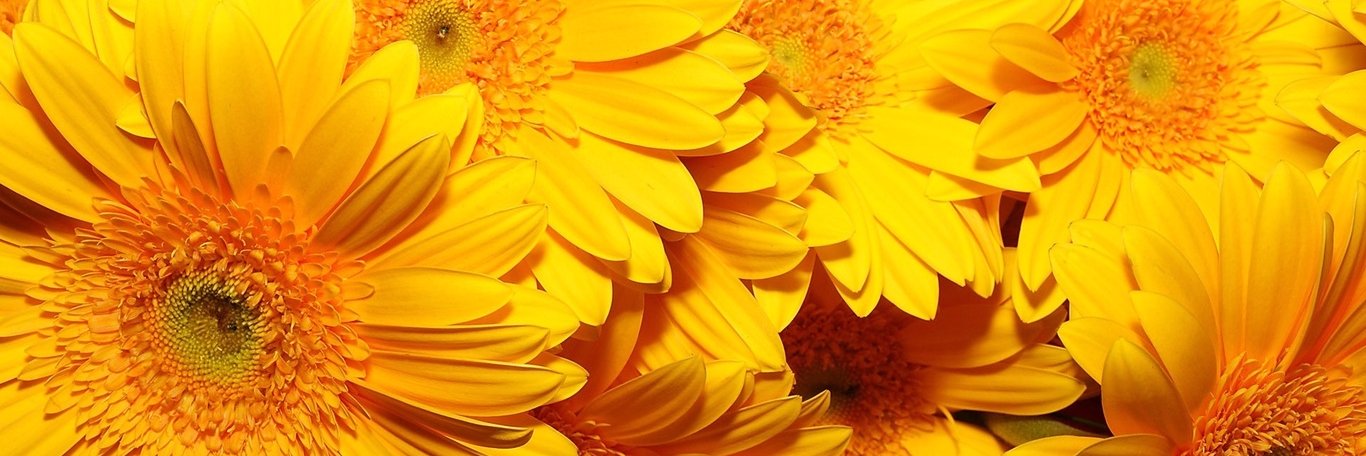 amalinmayorga's profile banner image