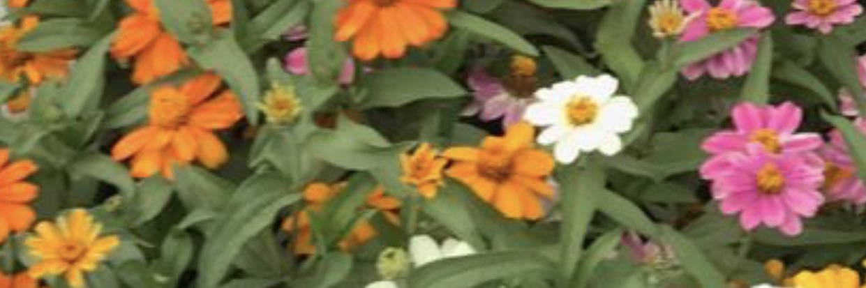 Sagri1122's profile banner image
