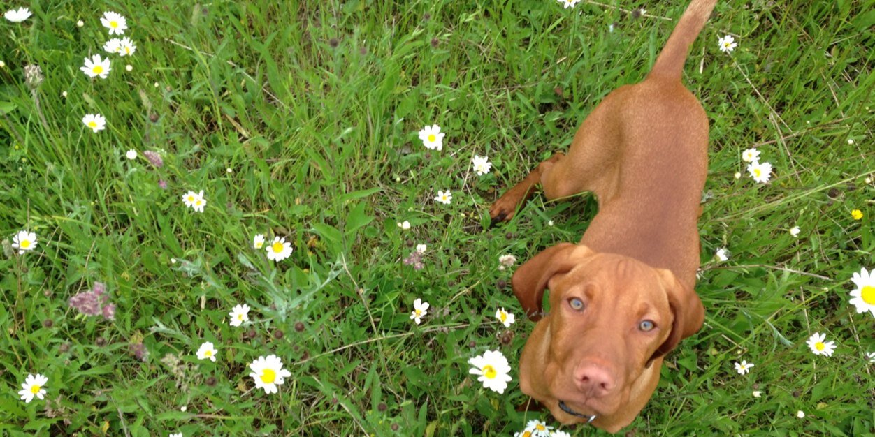 Dr Jessica Hill banner