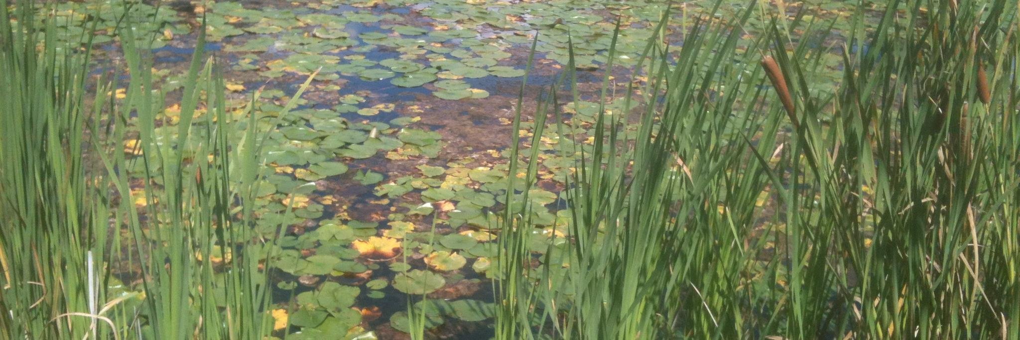 hookslinesandsinkers banner