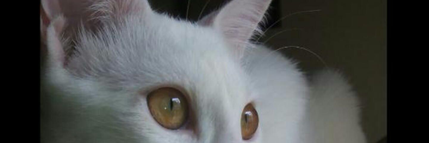 JesusBosa's profile banner image