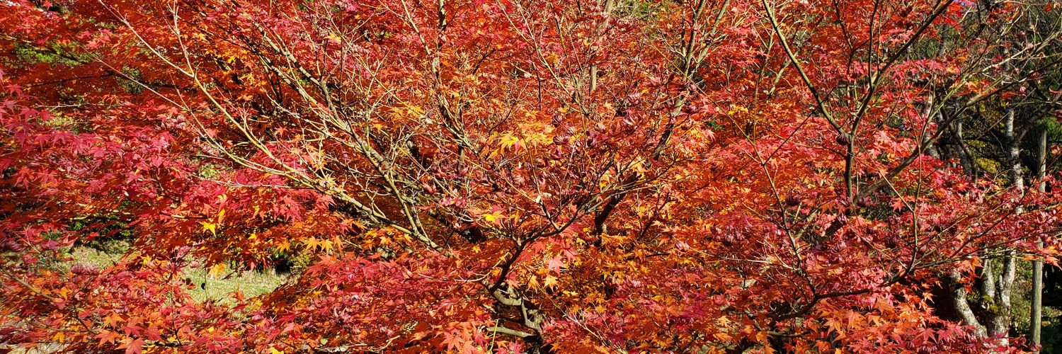 flute_ojisan's profile banner image