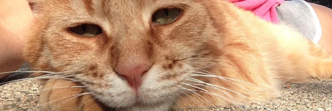 Decky Alexander banner