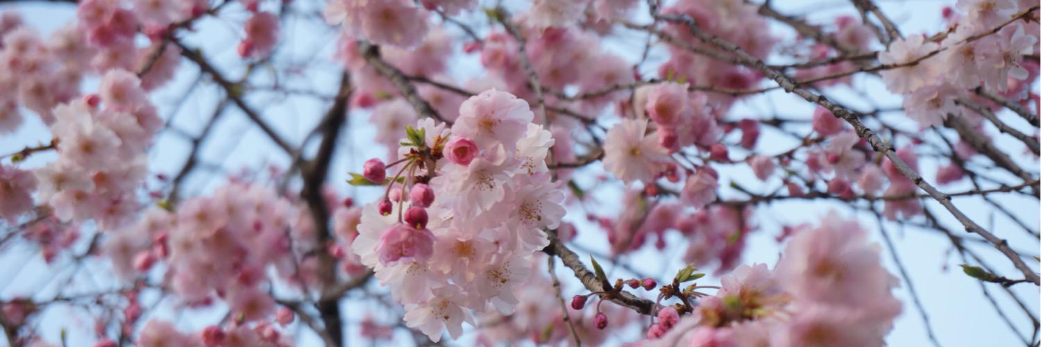 CkyKomi's profile banner image