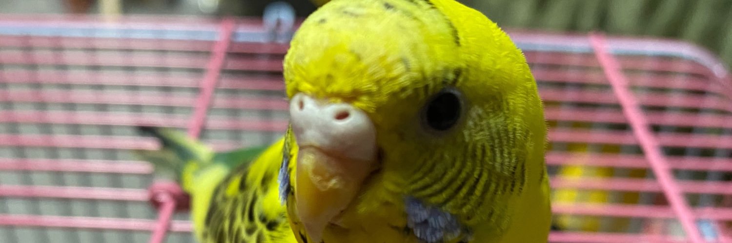 インコ農園 じゅん（鳥フェス大阪6/20.21出展） banner