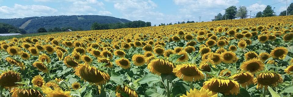 Amanda Ruzicka banner