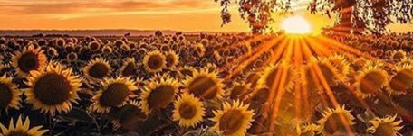 NikkiWiest_'s profile banner image