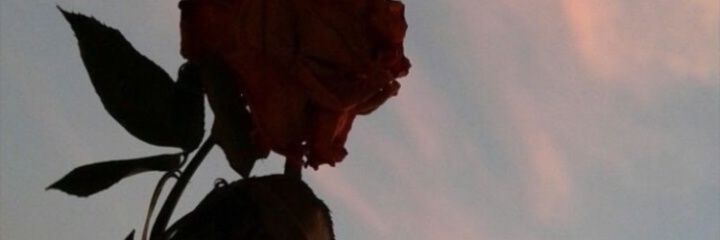 mariafe1025's profile banner image