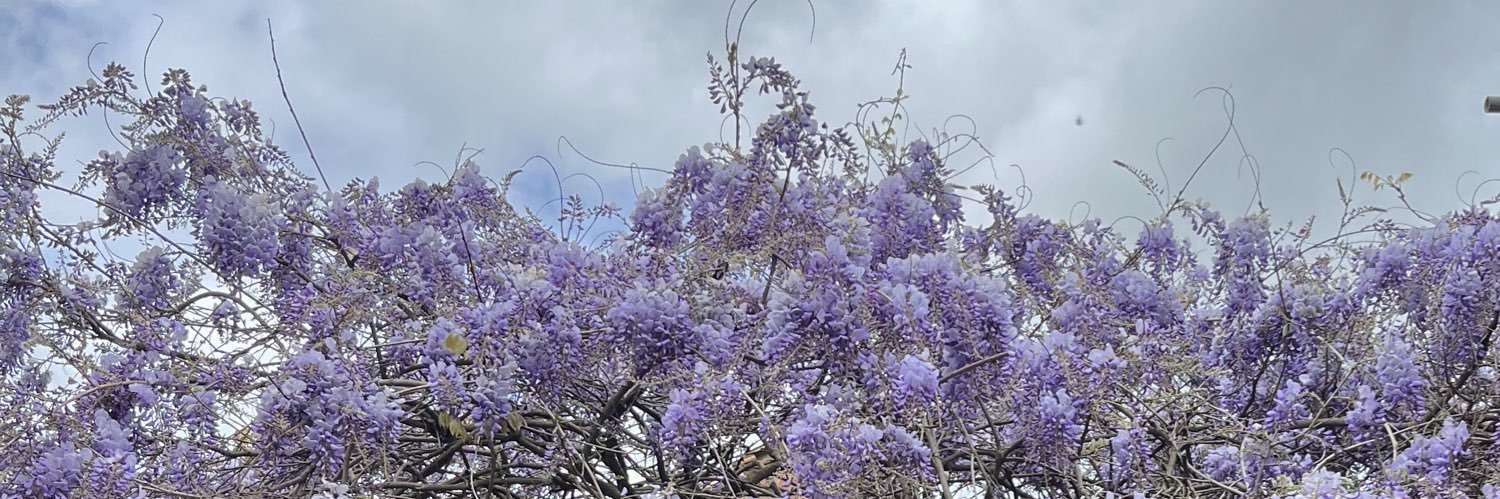 snizzlemess's profile banner image