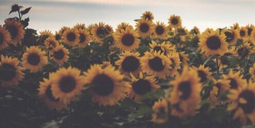 ___leilaaani's profile banner image