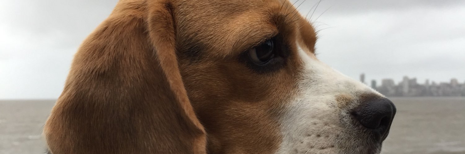 apiousman's profile banner image