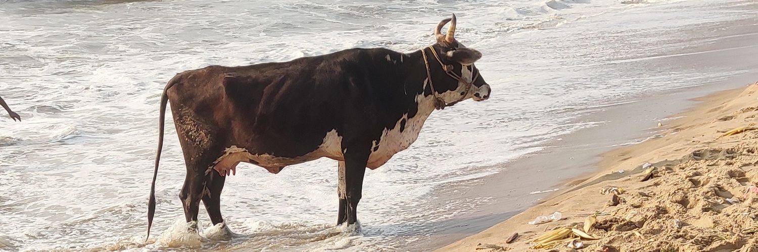 SprSasi's profile banner image