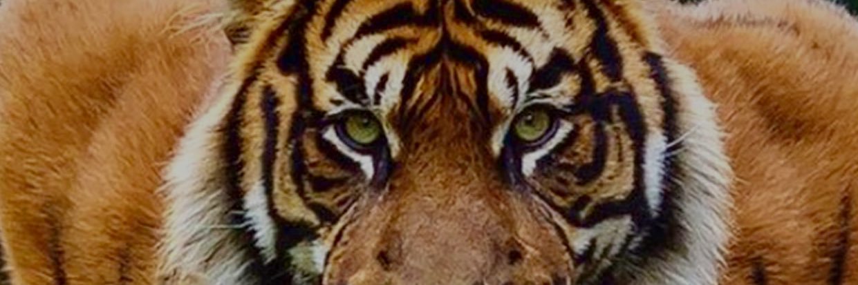 chaaaaum's profile banner image