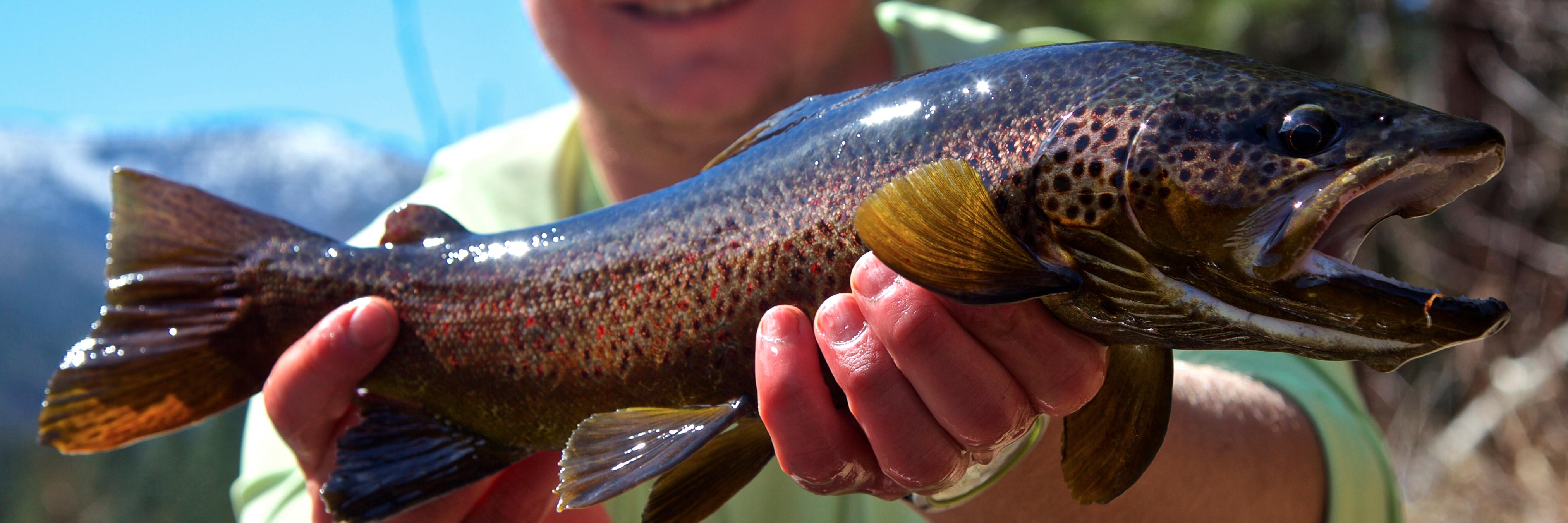 Missoulian Angler banner