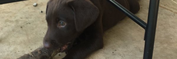 PolkDrew Profile Banner