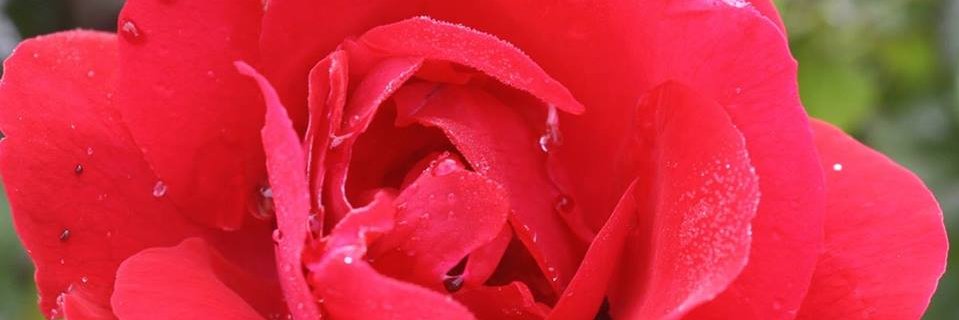 fajarrosi's profile banner image