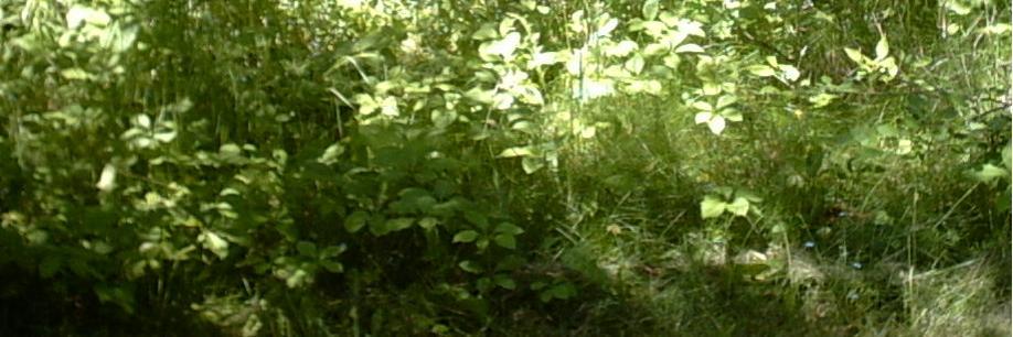 DoyleDebra's profile banner image