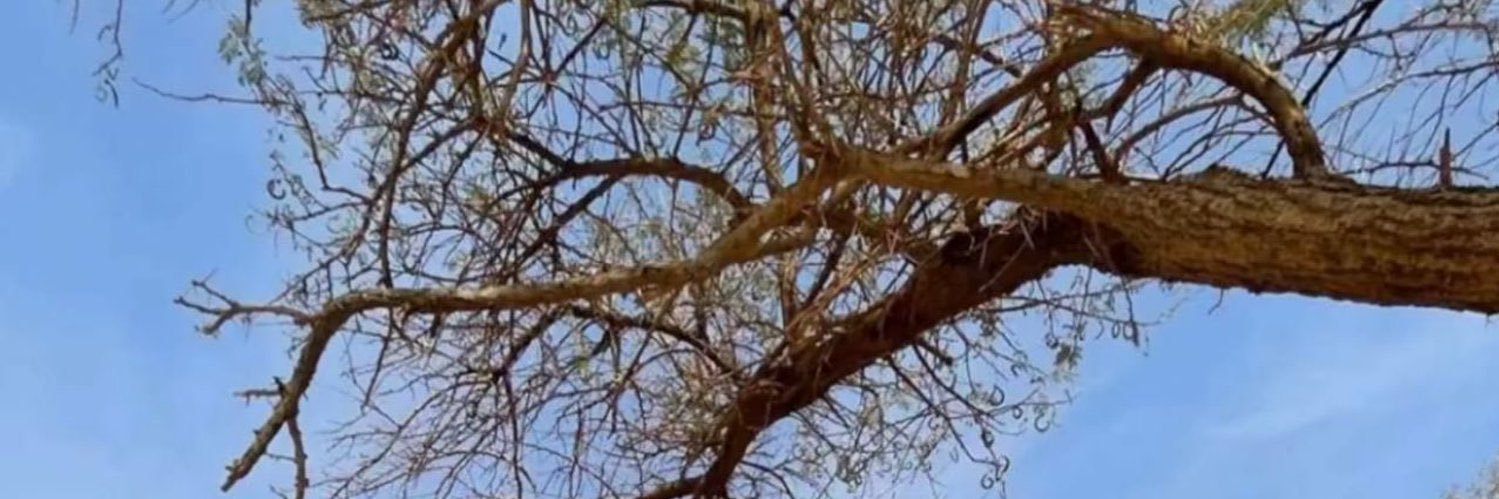 ضيف الله الشيباني 🇸🇦🕊️ banner