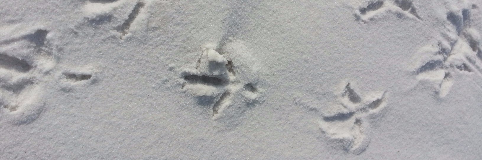 Traci Lichtenberg banner