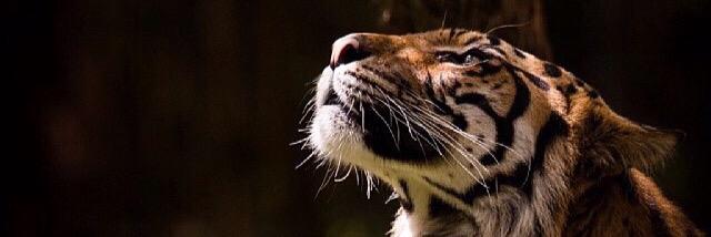 deiviidmarque's profile banner image
