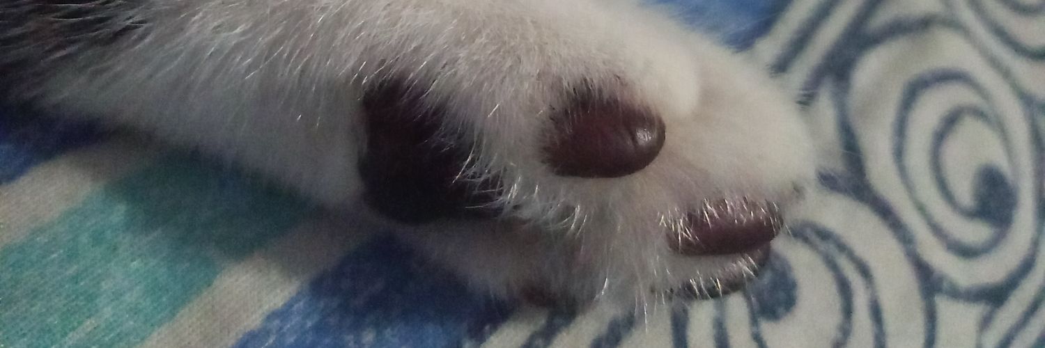 monarcabii's profile banner image