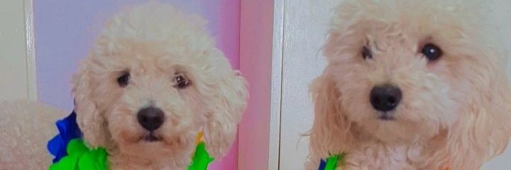 MolinaTami's profile banner image