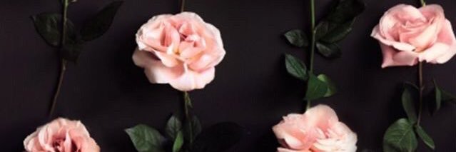 SloanMcKay's profile banner image