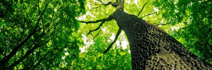 RGVCdiz's profile banner image