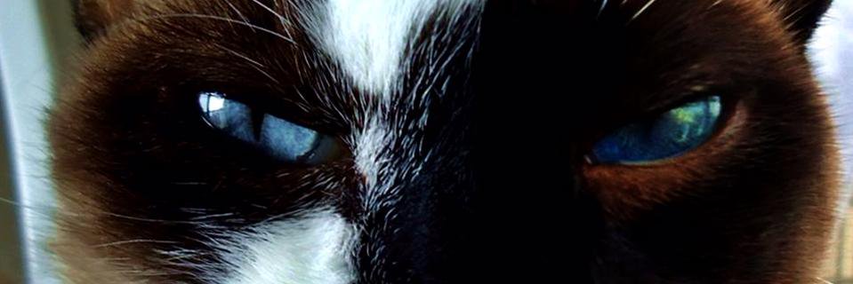 brunoninethree's profile banner image