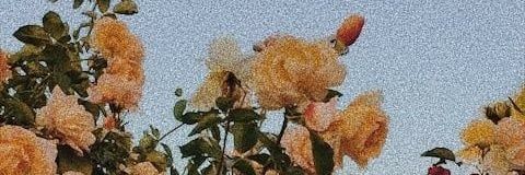 solcimarasco's profile banner image
