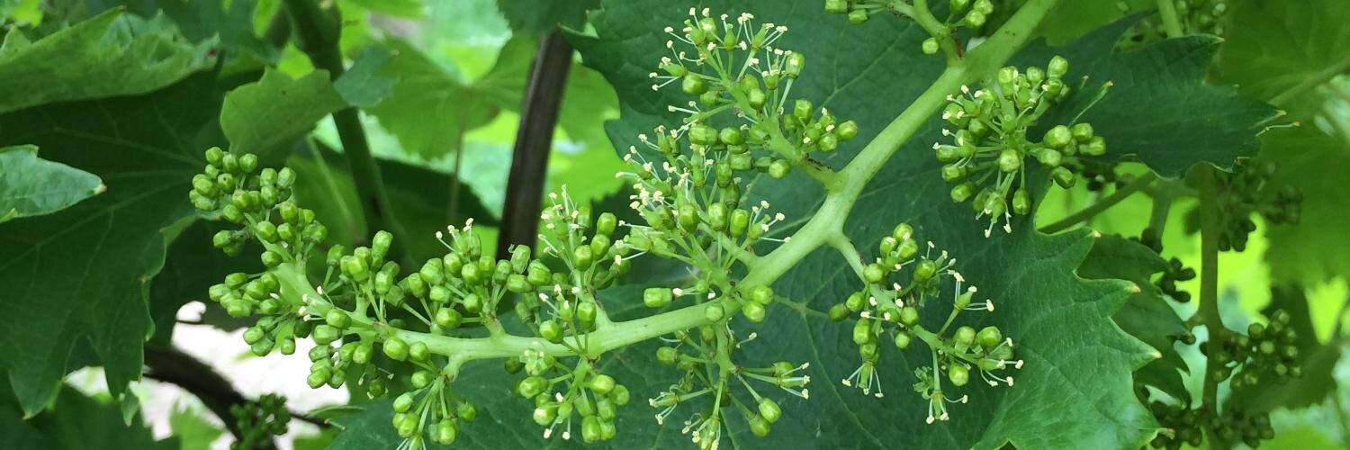 VinePruner's profile banner image