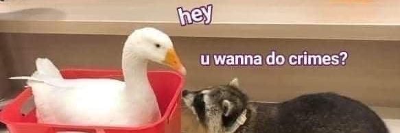 _crescendoll_'s profile banner image