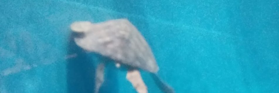 Diguca's profile banner image