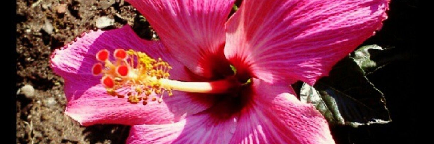SpaceCaticorn's profile banner image