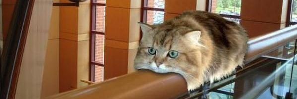 sukocat's profile banner image