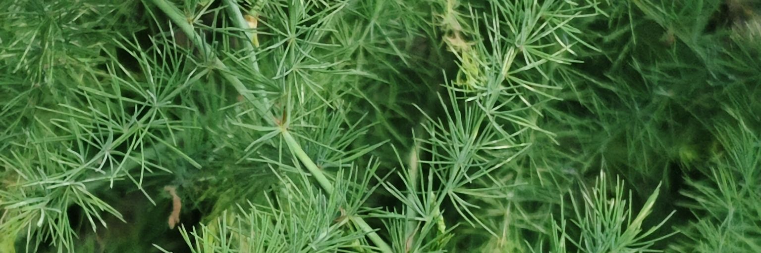 Manyobuch's profile banner image