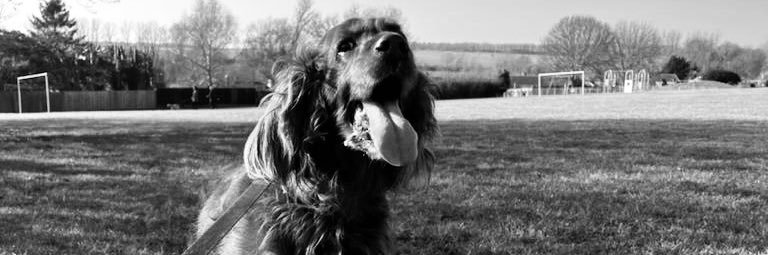 lauren_rostron's profile banner image