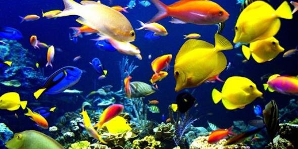 Lucy Markowitz banner