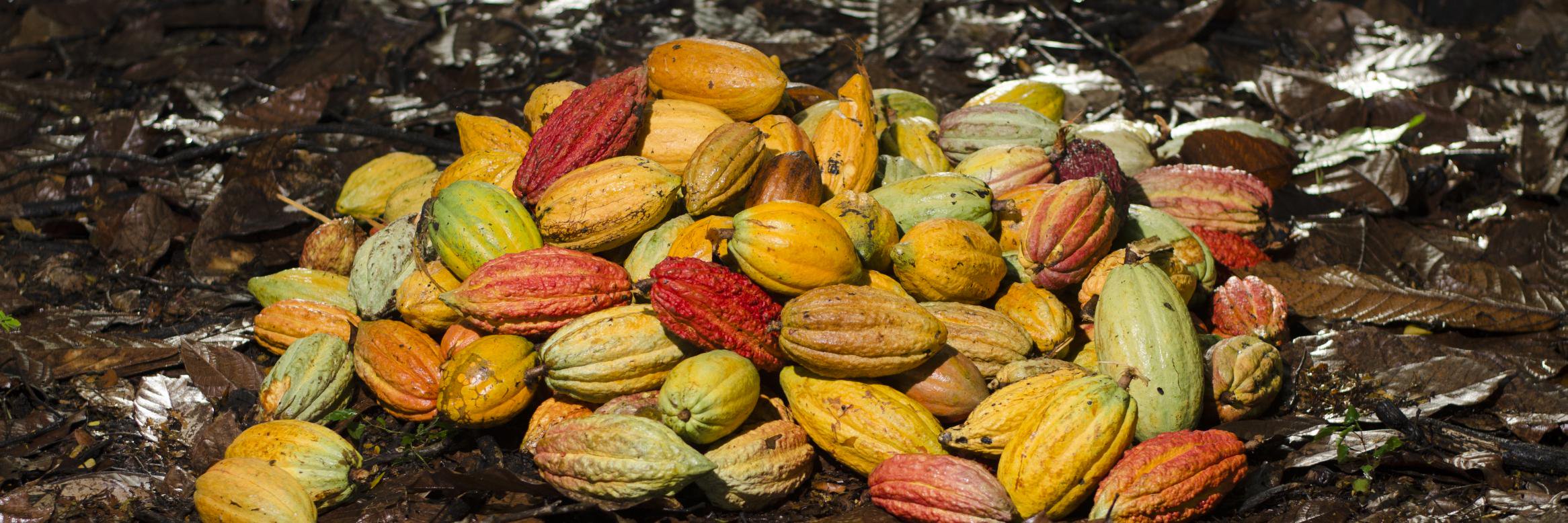 chocolaterierob's profile banner image
