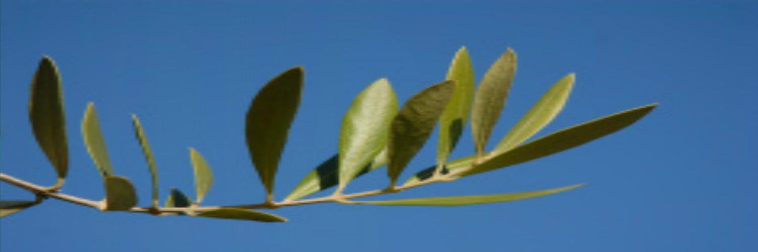 OrganicOrganic's profile banner image