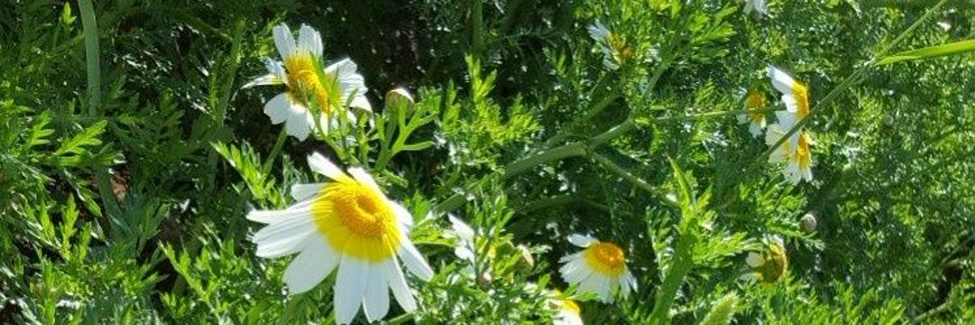 marconpi66's profile banner image