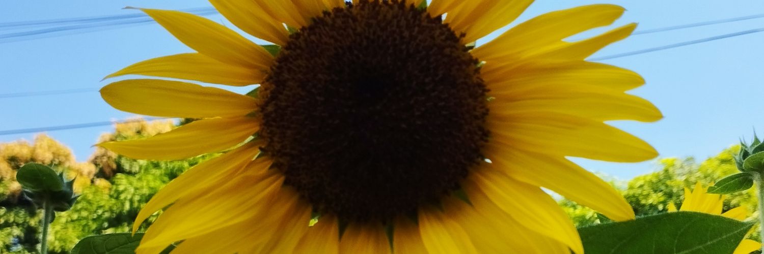 elaenchanted_'s profile banner image
