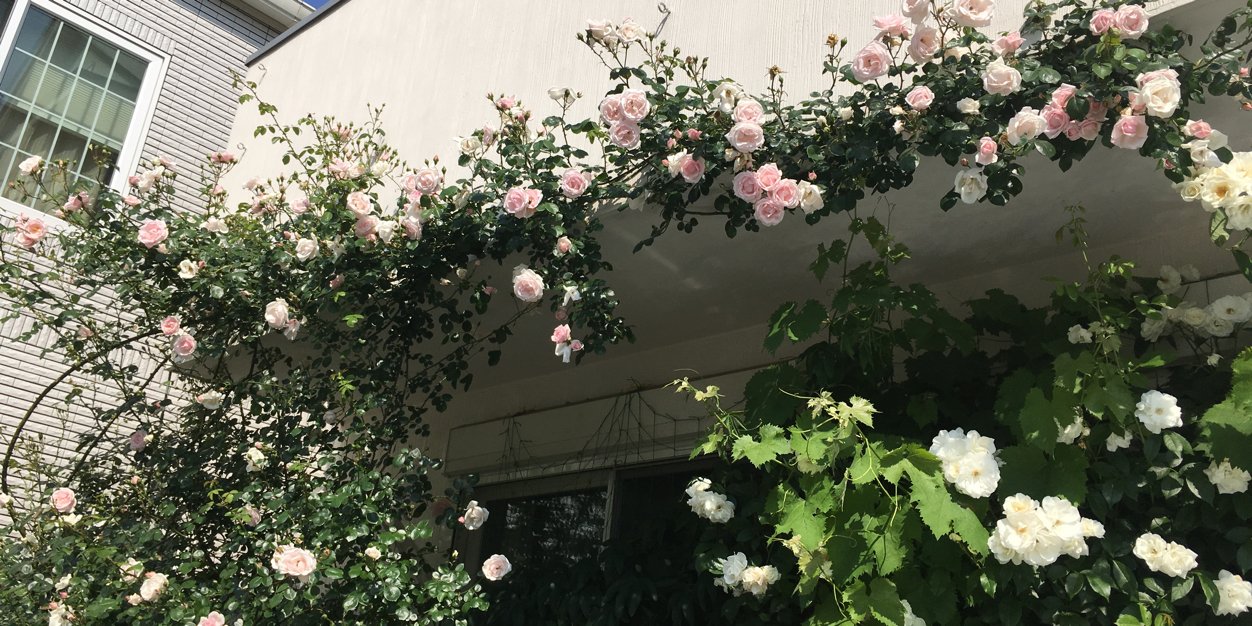 luna_pyon's profile banner image
