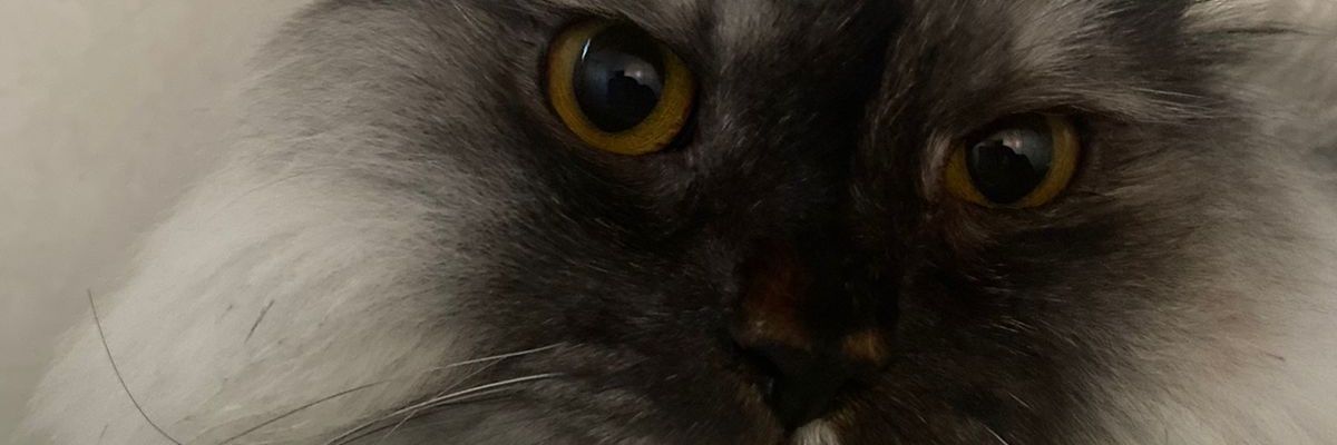 525Ao's profile banner image