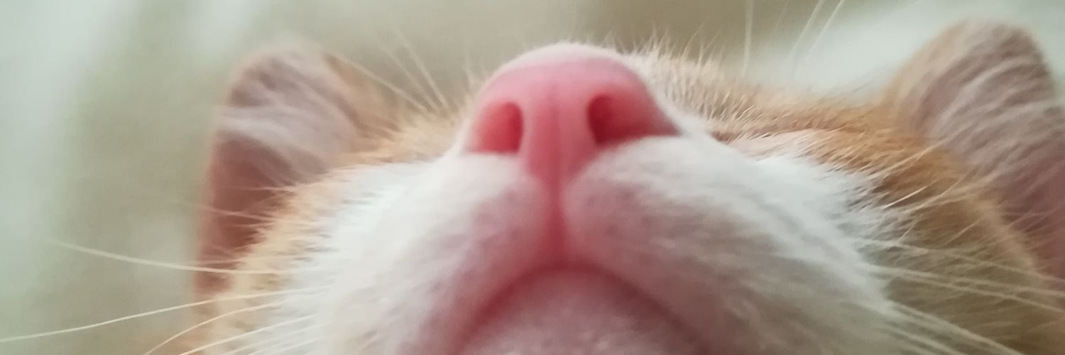 fatedennpa's profile banner image