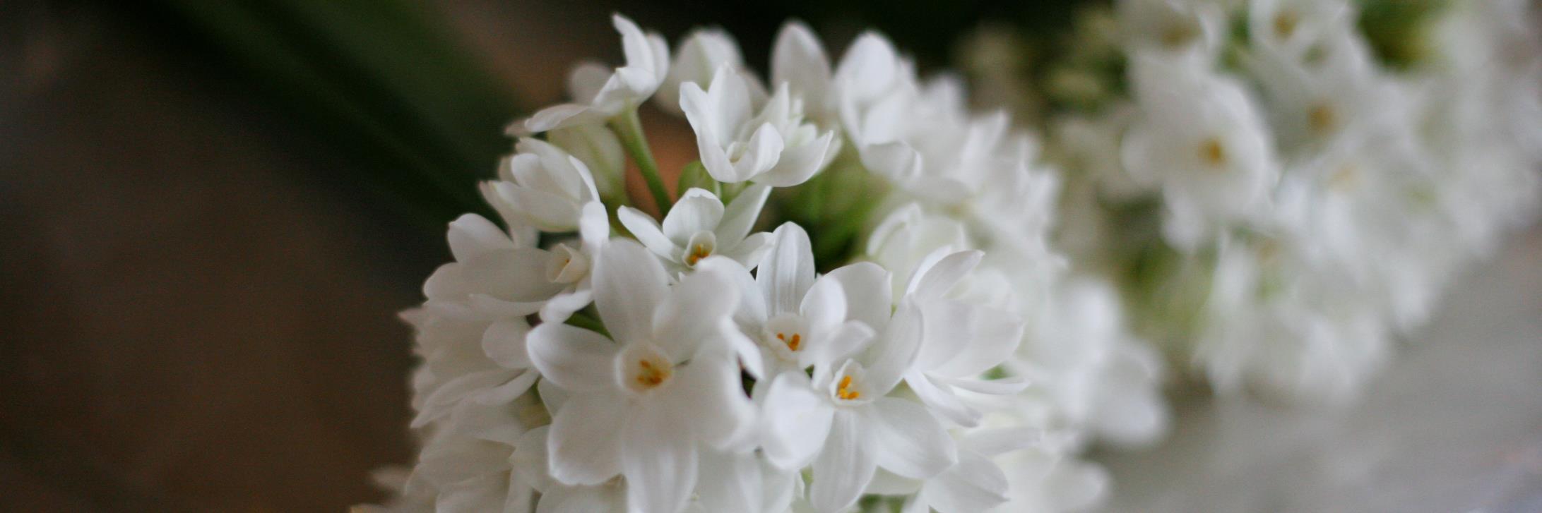 tuffflowers's profile banner image