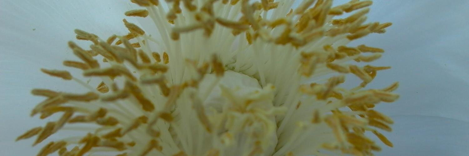 Miscellanées Santé banner