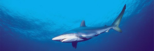 RevShark Profile Banner