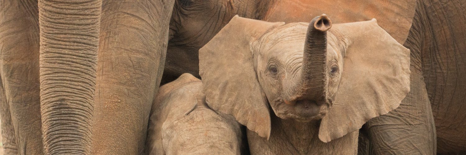 AfricanPplWild's profile banner image